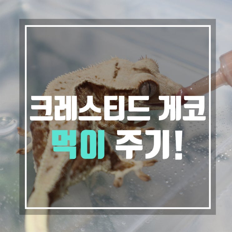  크레스티드게코 먹이 슈퍼푸드 주는법! 릴리화이트 밥먹이기