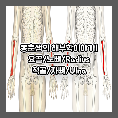 [해부학공부] 요골/노뼈/Radius, 척골/자뼈/Ulna : 네이버 블로그