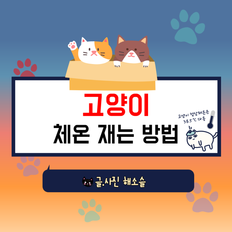  고양이 체온 재는 방법 알아봐요