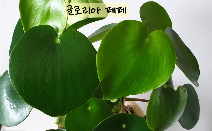  페페로미아 종류들...