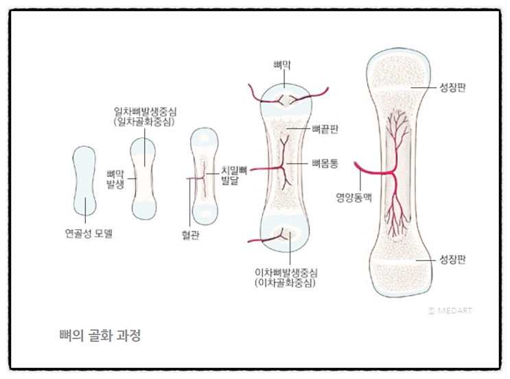  성장호르몬 뼈성장 예상키 성장판 근육 유산소