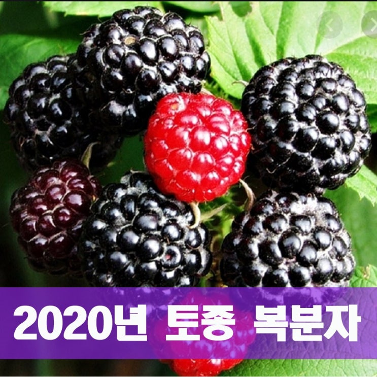 최근 인기있는 [특품] 2020년 햇 토종 복분자 가시가 있는 고창의 특산물, 1box, 10kg 추천해요