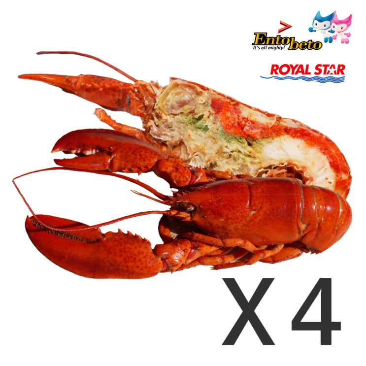 인기 급상승인 ROYAL STAR 자숙 랍스터 캐나다 자연산 바다의맛 바닷가재 4마리, 단일상품 ···