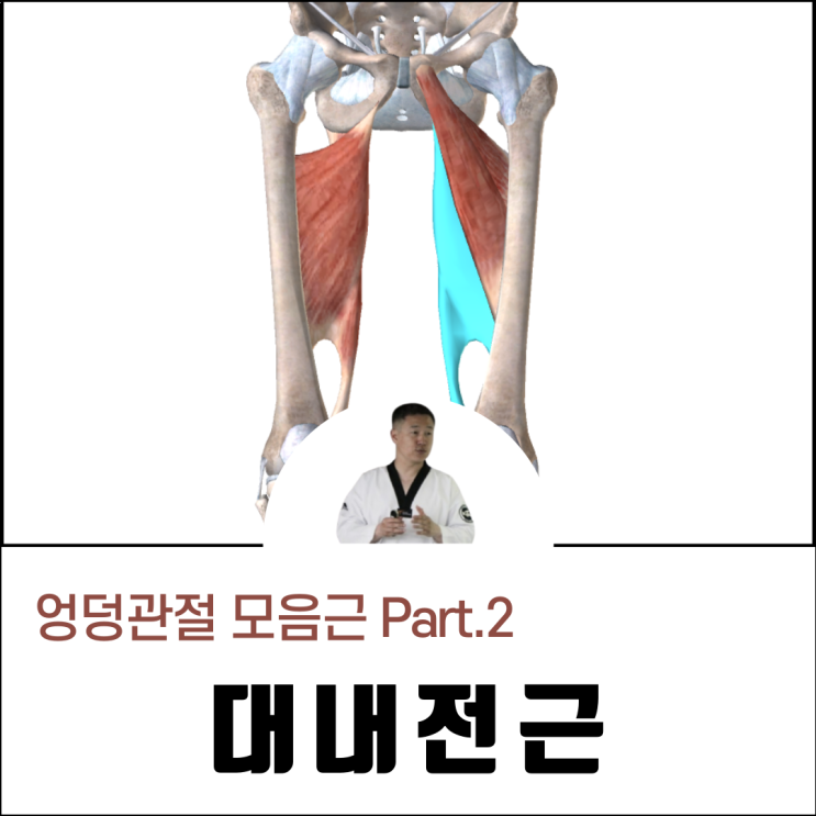  대내전근 방사통과 통증, 박근(두덩정강근)에 대해 알려드립니다.