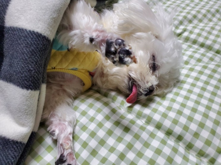  사랑스럽개~