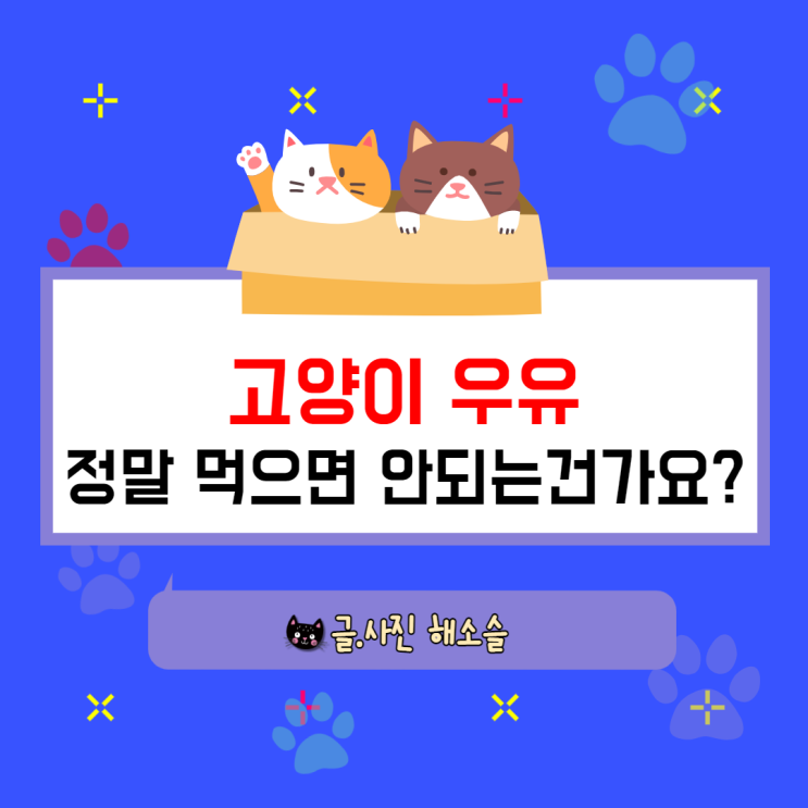  고양이 우유, 정말 먹으면 안되는건가요?