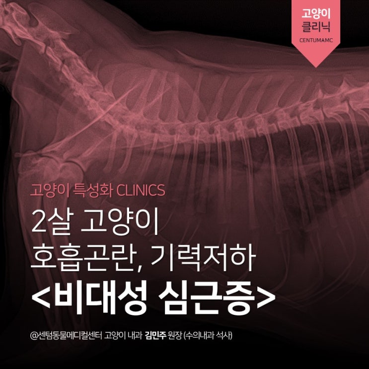  [고양이전문진료] 2살 고양이 심장병, 비대성 심근증(HCM) (부산 고양이 친화병원 골드 GOLD 동물병원, 센텀동물메디컬센터)
