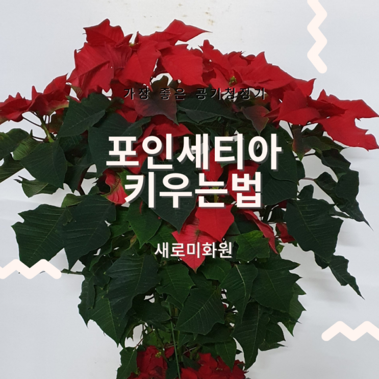  포인세티아 키우는법_크리스마스플라워 포인세티아관리법 포인세티아키우기