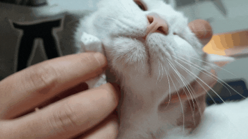 고양이 턱드름 관리법 - 워터앤큐어 #내돈내산
