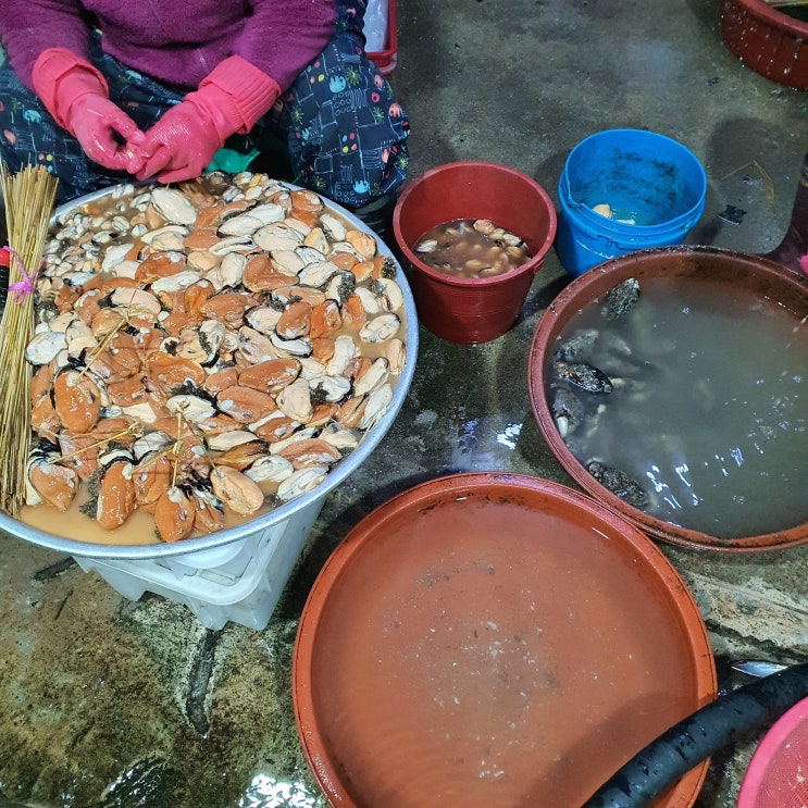  울산 자연산 돌홍합 일등 판매점 울산 정훈수산, 자연산돌홍합요리 자연산돌홍합모양, 자연산돌홍합효능,섭죽,제수용홍합,제수용섭홍합,제수용담치