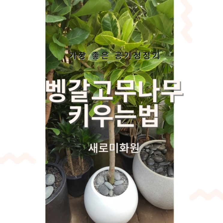  뱅갈고무나무 키우는법! 뱅갈고무나무 물 주는 방법.