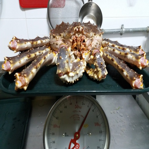 의외로 인기있는 <동해직송> 러샤대게수산 프리미엄 킹크랩 3kg 이상급 찜상품(당일배송), 1box, 킹크랩 3.5kg 1마리 추천합니다 의외로 인기있는 <동해직송> 러샤대게수산 프리미엄 킹크랩 3kg 이상급 찜상품(당일배송), 1box, 킹크랩 3.5kg 1마리 추천합니다