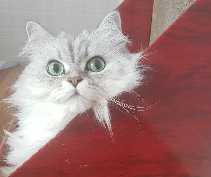  고양이 분리불안의 증상과 완화 방법