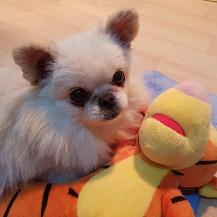  이쁜이 방방이(강아지)
