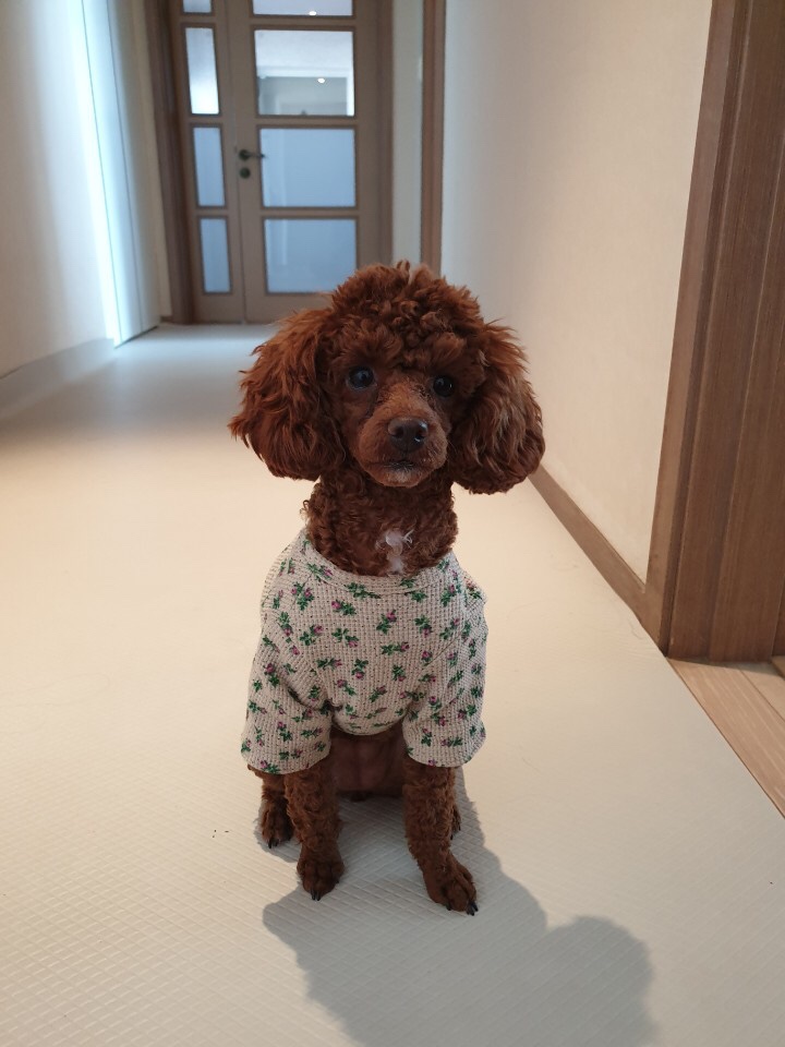  애견옷 강아지옷 추천 꼬꼬네 귀여운 꽃가디건 후기