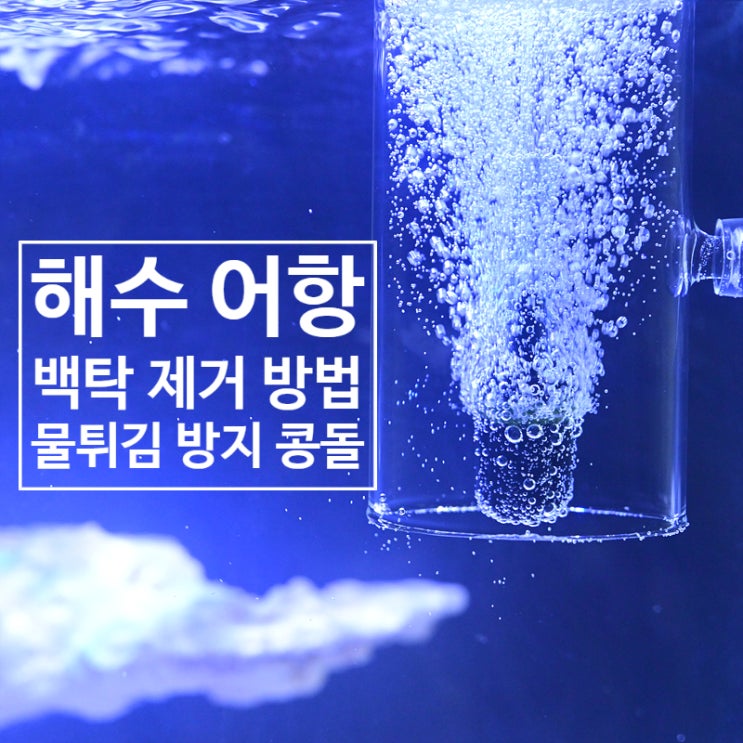  35큐브 해수 어항 세팅 <1주 차> 어항 백탁과 물 튀김 방지 콩돌
