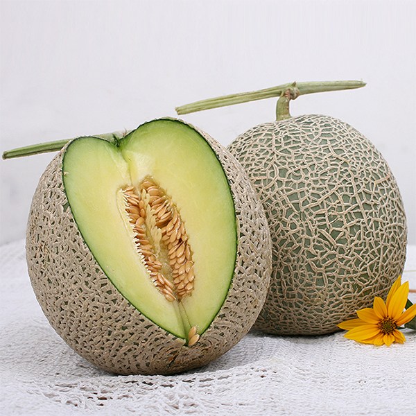 요즘 인기있는 국내산 머스크 메론 / 4kg 3수(개당1.3kg내외) 추천합니다 요즘 인기있는 국내산 머스크 메론 / 4kg 3수(개당1.3kg내외) 추천합니다