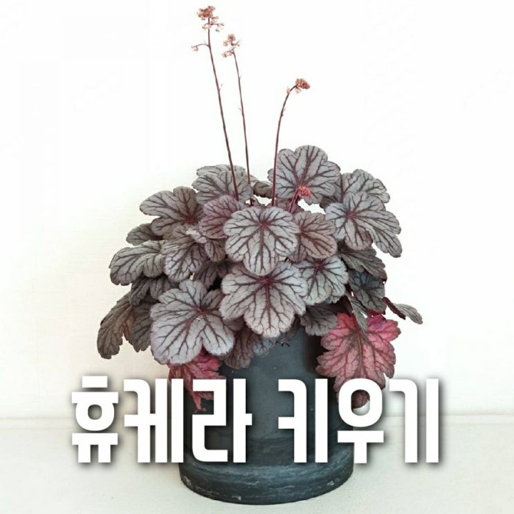  휴케라 꽃대가 올라왔어요! [휴케라 키우기]