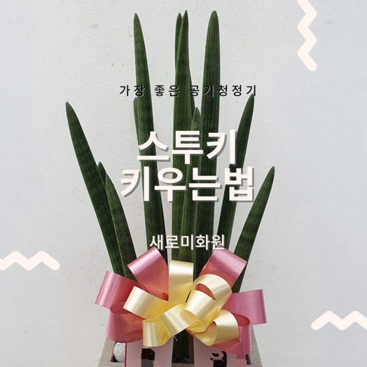  실내공기정화식물_공기정화식물 1위 스투키 물주기 스투키 키우는 법!