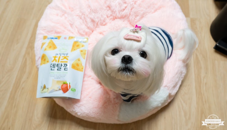  오래씹는개껌을 찾는다면 포켄스 치즈덴탈껌이 최고야!