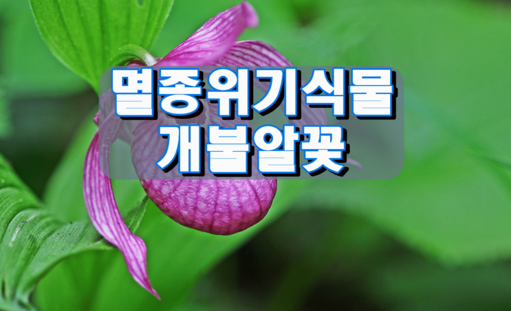 멸종위기식물 개불알꽃 멸종위기식물 개불알꽃