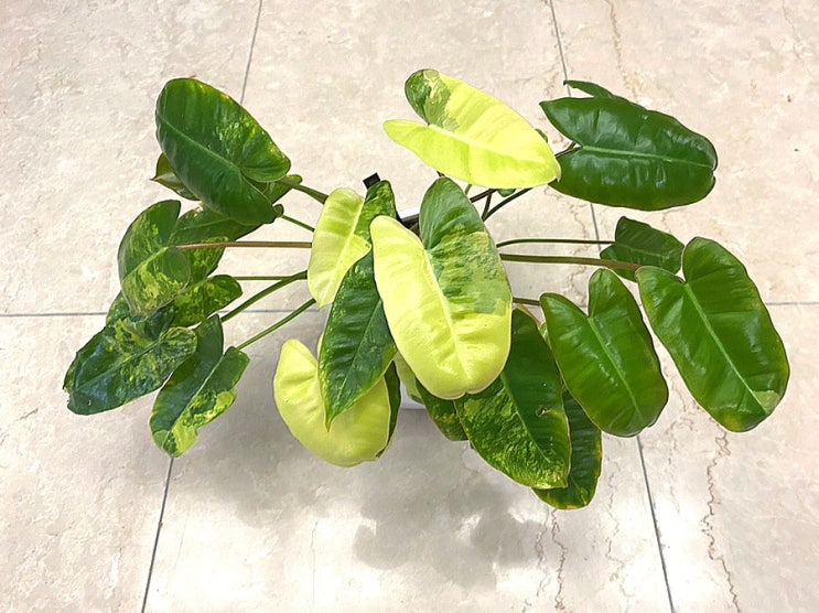  세상 순둥순둥 버럴막스 바리