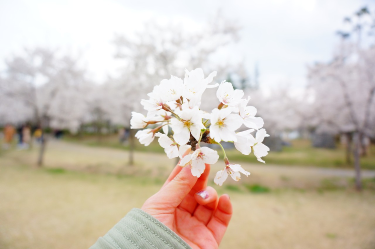[대전] 꽃샘추위와 함께한 벚꽃 구경 "대청댐/금강로하스공원 벚꽃" 그래도 봄은 봄이다.