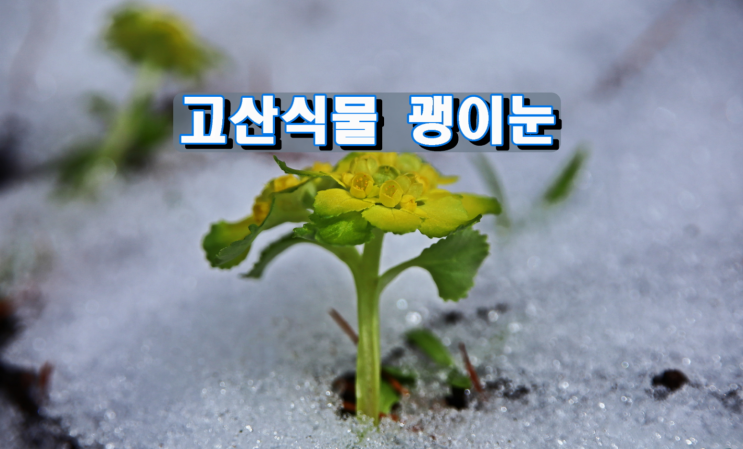 고산식물 괭이눈 고산식물 괭이눈