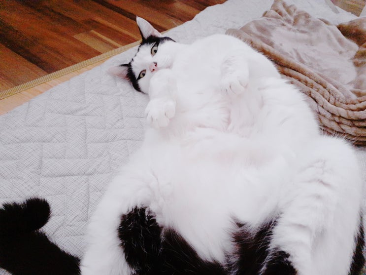  막 대해도 좋을 집사:밥은 밖에서 먹어도 잠은 집사옆에서 잔다!