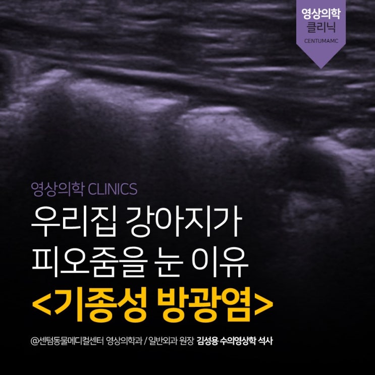  강아지 피오줌, 혈뇨, 기종성 방광염 (부산 비뇨기계 영상진단 전문 동물병원, 센텀동물메디컬센터)