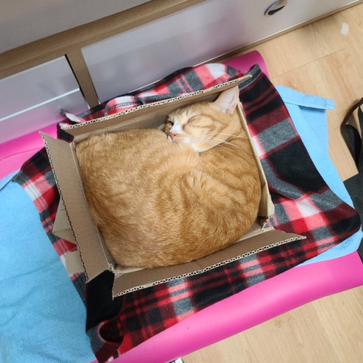  [고양이모래] 애기야 벤토나이트 모래로 바꿔줄게