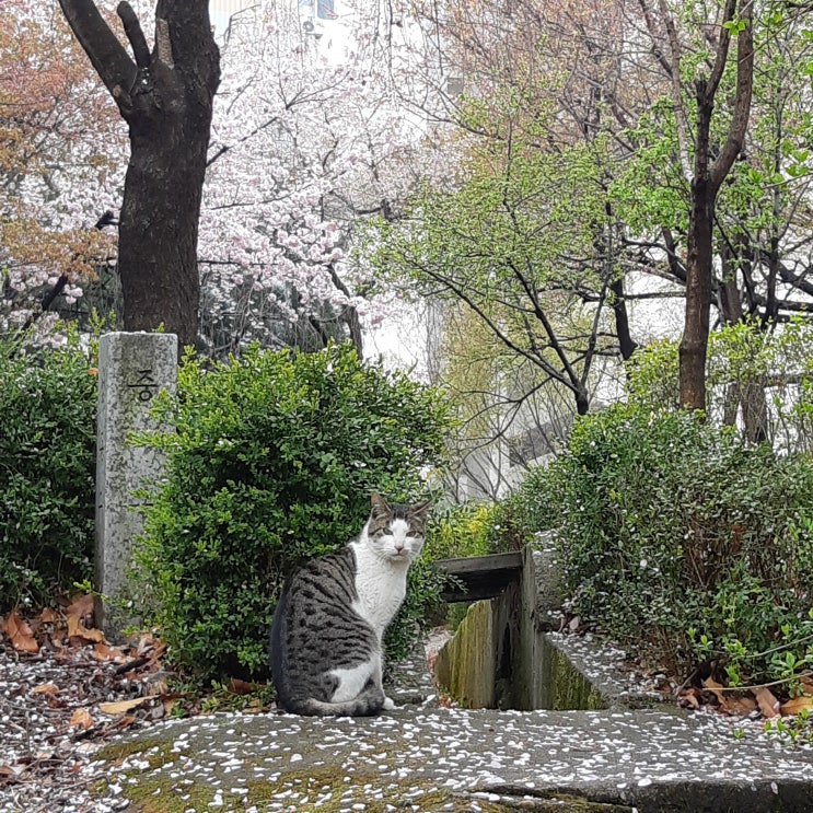  동네 길냥이들.