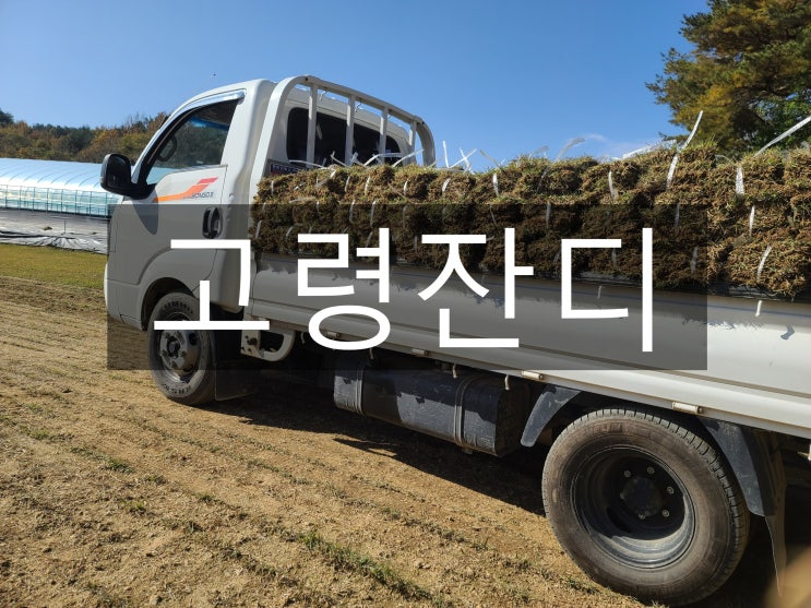  경북 남서부 고령 잔디 배송