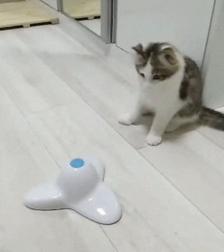노르웨이숲고양이 자랑 꼬물이 아깽이 캣초딩 시절 놀놀군 노르웨이숲고양이 자랑 꼬물이 아깽이 캣초딩 시절 놀놀군