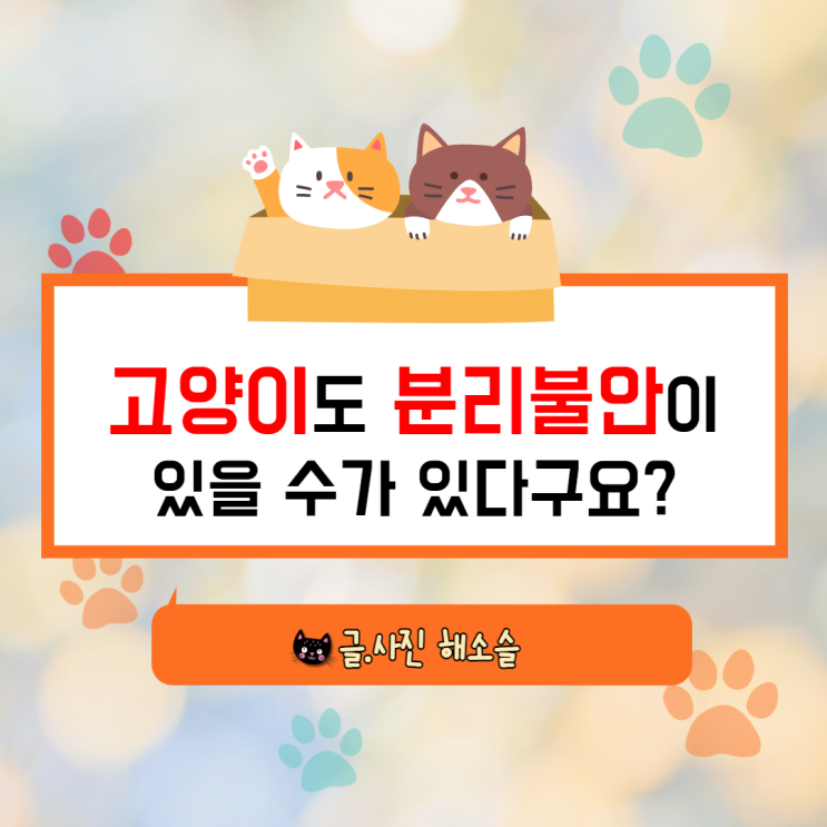  고양이 분리불안도 있을수가 있다구요?
