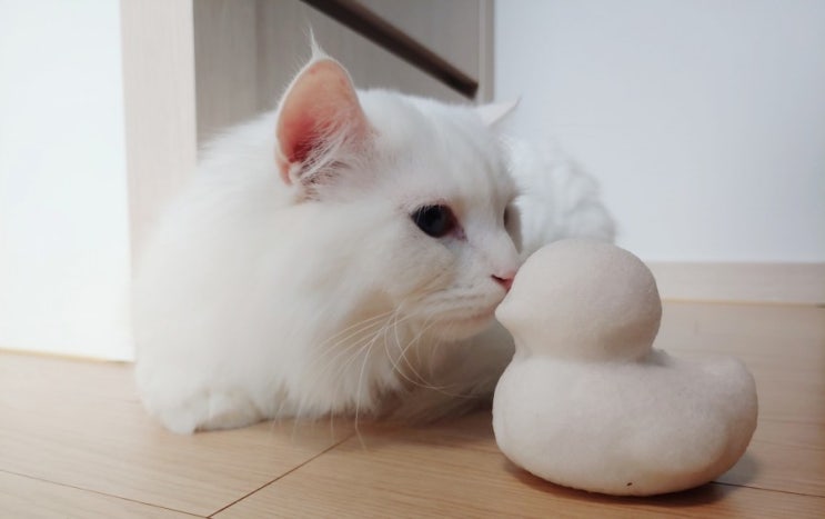  눈 처음 본 고양이, 눈오리 핥는 고양이