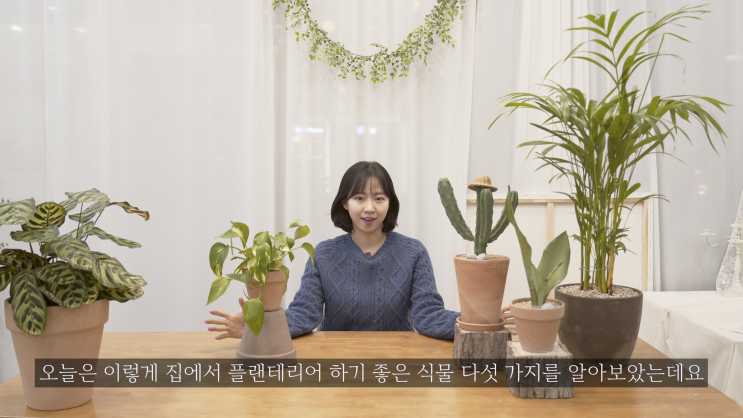  키우기도 쉽고 플랜테리어하기도 좋은 식물 BEST5를 소개합니다!