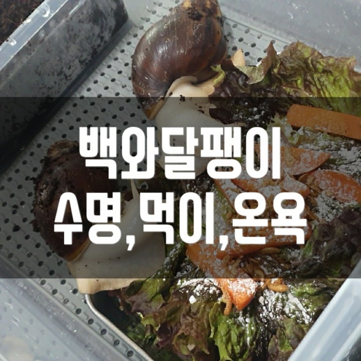  백와달팽이 수명, 먹이, 온욕 , 2년차 달집사가 알려드려요. (feat.달팽이집청소)