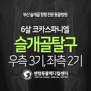  [슬개골 탈구 수술 증례] 6살 / 코카스파니엘 / 우측 3기, 좌측 2기 (부산 강아지 무릎수술 전문 동물병원, 센텀동물메디컬센터)