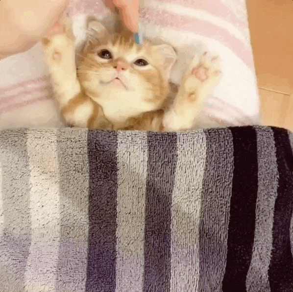  귀요미들 보고 웃어 보아요~~