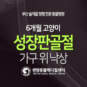  [치료 증례] 6개월 / 고양이 / 대퇴골 성장판 골절 / 낙상 (센텀동물메디컬센터, 부산 고양이 핀 고정 수술 전문 동물병원)