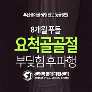  [치료 증례] 8개월 / 푸들 / 요척골 골절 / 사람과 부딪힘 (센텀동물메디컬센터, 부산 강아지 요골 척골 골절 수술 전문 동물병원)