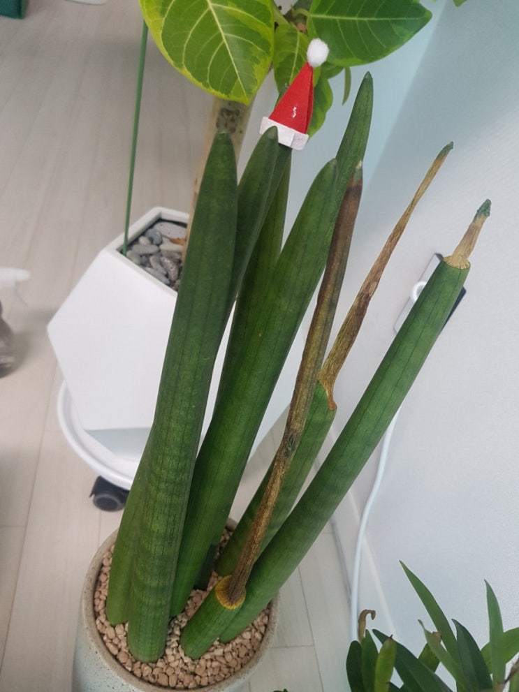  스투키 마른잎 잘라 키우기