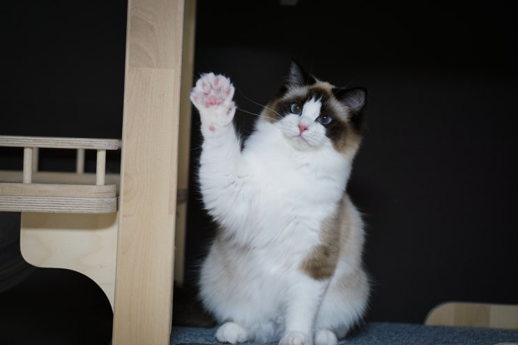  Alexander Ragdoll -Witty