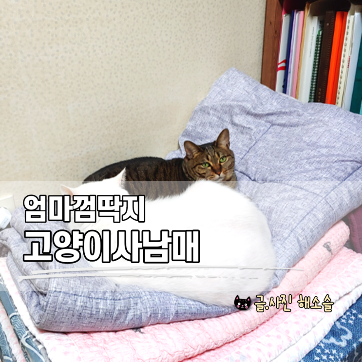  엄마 껌딱지 고양이4남매