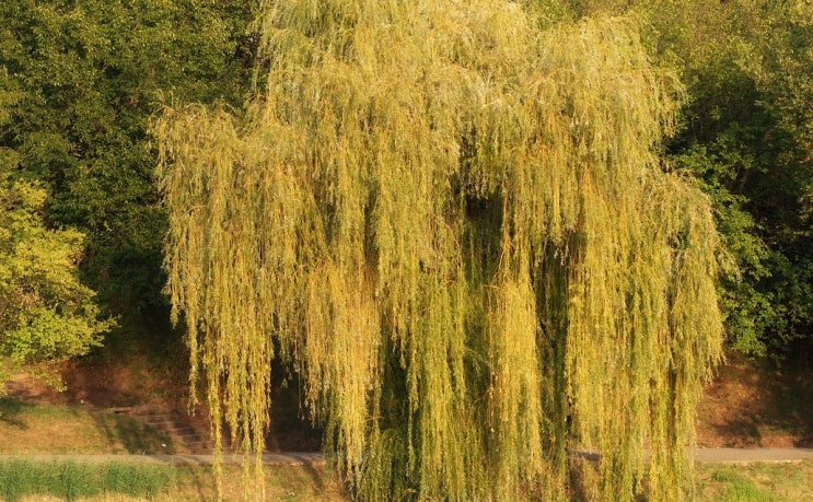 버드나무는 버들(willow)을 통틀어 부르는 이름이다