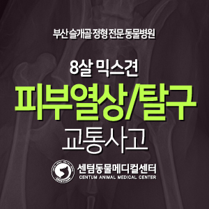  [치료 증례] 8살 / 믹스견 / 피부 열상, 대퇴골두 탈구 / 교통사고(부산 응급 정형수술 동물병원, 24시간입원케어, 센텀동물메디컬센터)