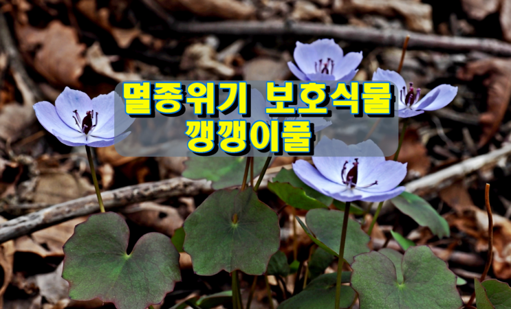 멸종위기 보호식물, 깽깽이풀 멸종위기 보호식물, 깽깽이풀