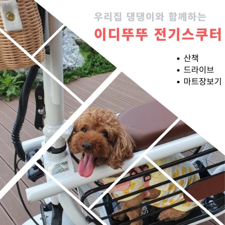 이디뚜뚜 전기스쿠터는 강아지와 함께 탈수있어요