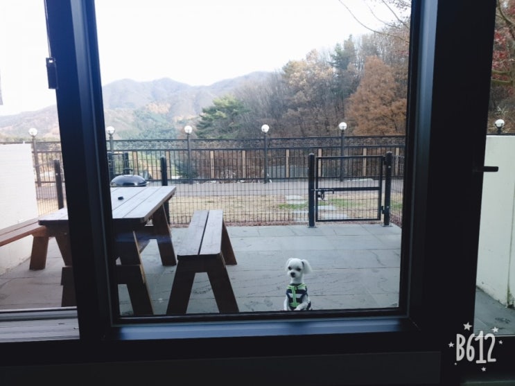  가평 오버더마운틴 애견펜션 솔직후기 이보다 더 신날순없다!